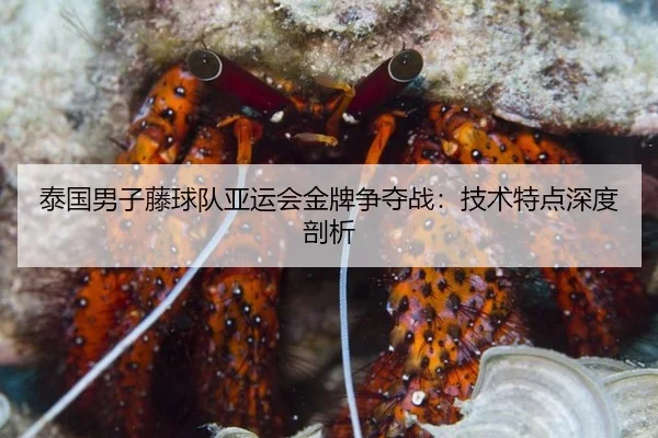 泰国男子藤球队亚运会金牌争夺战：技术特点深度剖析